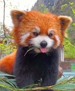 red-panda-paint-by-number