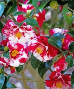 wild-camellias-paint-by-numbers