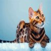 Bengal Cat Animal Paint By Number