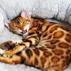 Bengal Cat Pet Paint By Number