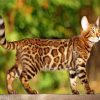 Bengal Cat Paint By Numbers