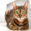 Bengal With Green Eyes Paint By Number