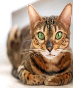 Bengal With Green Eyes Paint By Number