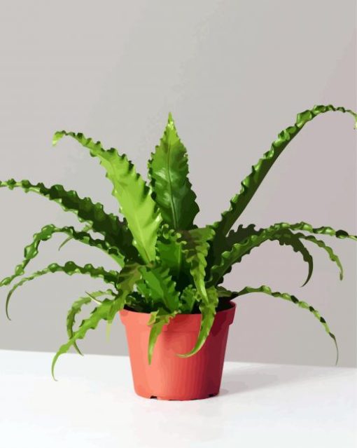 Birds Nest Fern Plant Pot Paint By Number