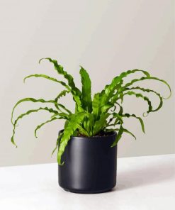 Birds Nest Fern Plant Paint By Number