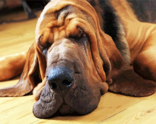 Bloodhound sleeping paint by number