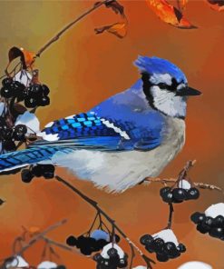 Blue Jay Bird Paint By Number