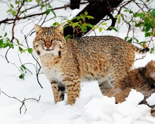 Bobcat In The Snow Paint By Number