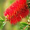 Bottlebrushes Flower Close Up Paint By Number