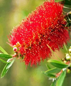 Bottlebrushes Flower Close Up Paint By Number