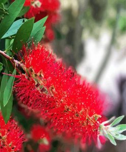 Bottlebrushes Plants Paint By Number