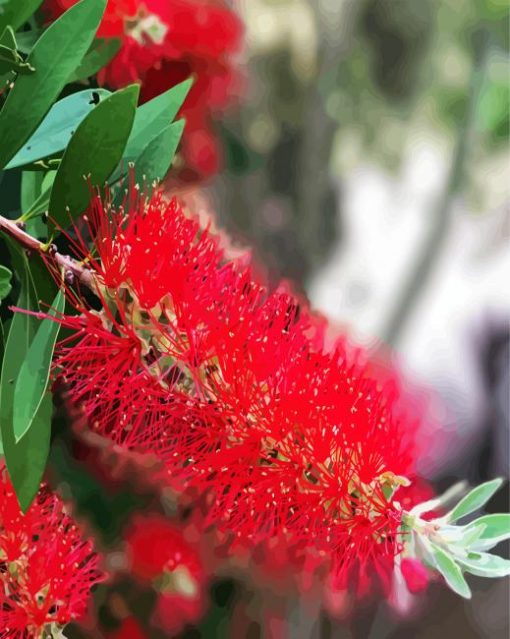 Bottlebrushes Plants Paint By Number