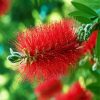 Bottlebrush Paint By Number