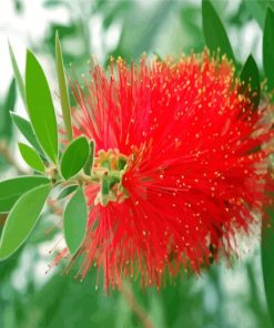 Bottlebrushes Flower Paint By Number