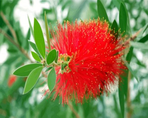 Bottlebrushes Flower Paint By Number