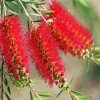 Bottlebrushes In A Branch Paint By Number