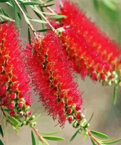 Bottlebrushes In A Branch Paint By Number