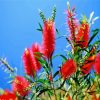 The Bottlebrushes Paint By Number