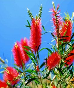 Bottlebrushes Paint By Number