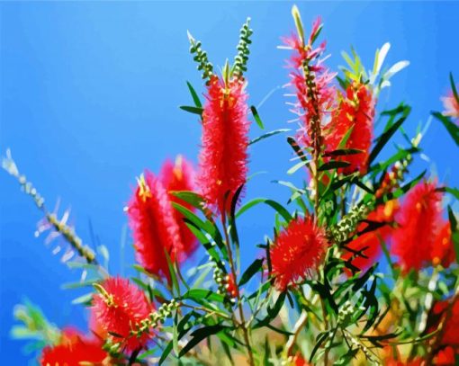 Bottlebrushes Paint By Number