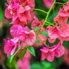 Bougainvillea Flowering Plants Paint By Number