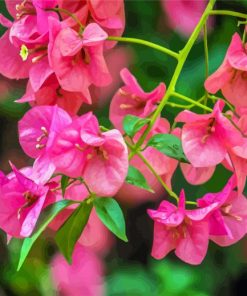 Bougainvillea Flowering Plants Paint By Number