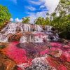 Cano Cristales Colombia paint by number