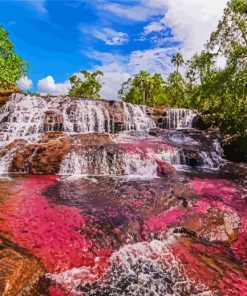 Cano Cristales Colombia paint by number