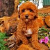 Cavoodle Puppy paint by number