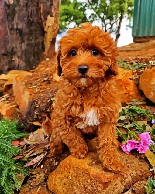 Cavoodle Puppy paint by number