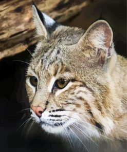 Close Up Bobcat Animal Paint By Number