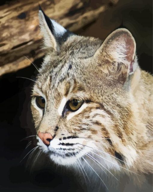 Close Up Bobcat Animal Paint By Number