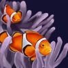 Clownfish paint by number