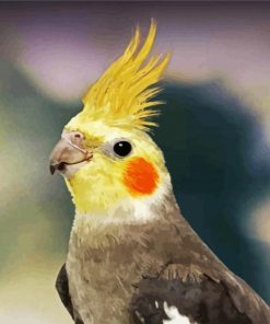 Cockatiel Bird paint by number