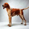 Coonhound Dog paint by number