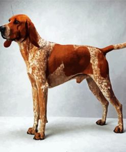 Coonhound Dog paint by number