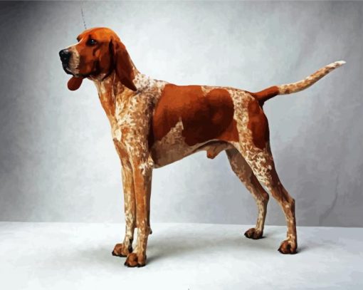 Coonhound Dog paint by number