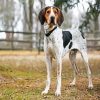 Coonhound Pain paint by number