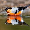 Eurasian Bullfinch In The Water Paint By Number