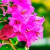 Pink Bougainvillea Paint By Number