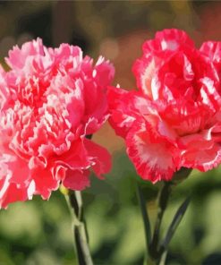 Pink Carnations Paint By Number