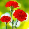 Red Carnation Flowers Paint By Number