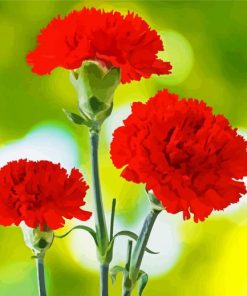 Red Carnation Flowers Paint By Number