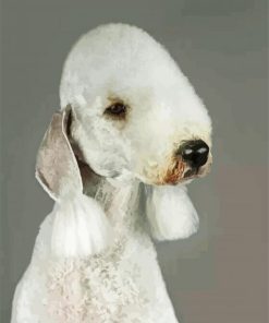 Sad Bedlington Paint By Number