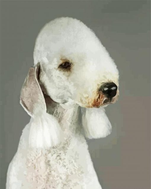 Sad Bedlington Paint By Number