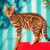 The Bengal Cat Paint By Number