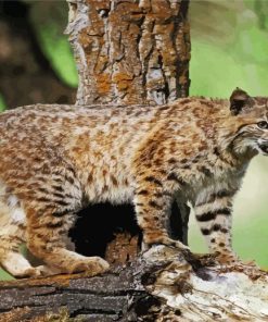 Wild Bobcat Animal Paint By Number