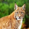 Wild Bobcat Paint By Number