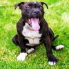 Aesthetic Staffordshire Bull Terrier Paint By Number