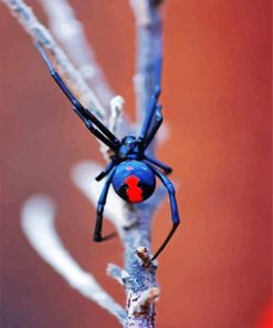 Black Widow Spider Paint By Number